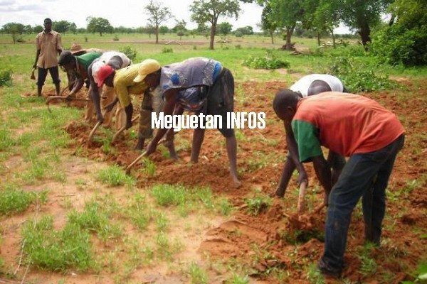 Champ-cultivateurs-agriculteurs-agriculture-600x400