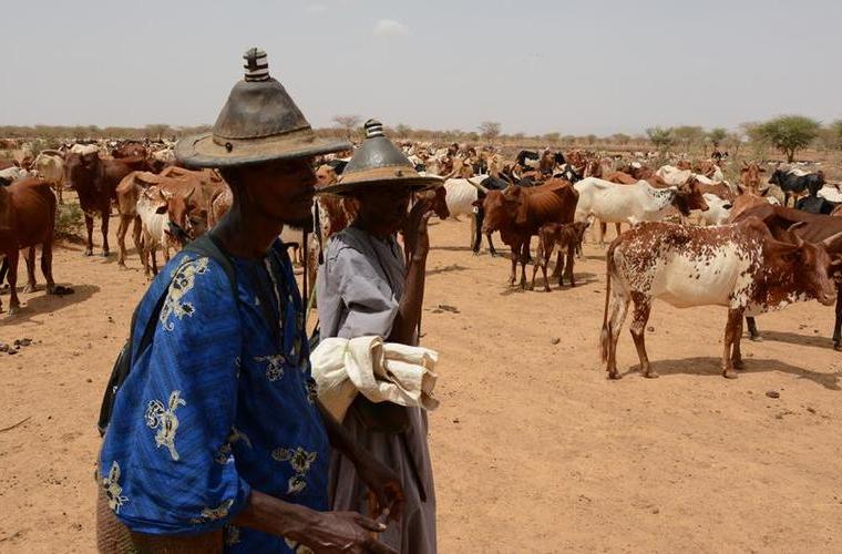 affrontement-ethnique-intercommunautaires-centre-mali-mopti-dogon-peulh-berge-troupeau-vache