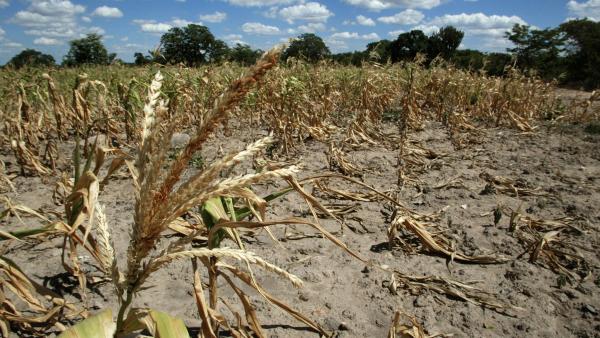 campagne-agricole-champ-secheresse