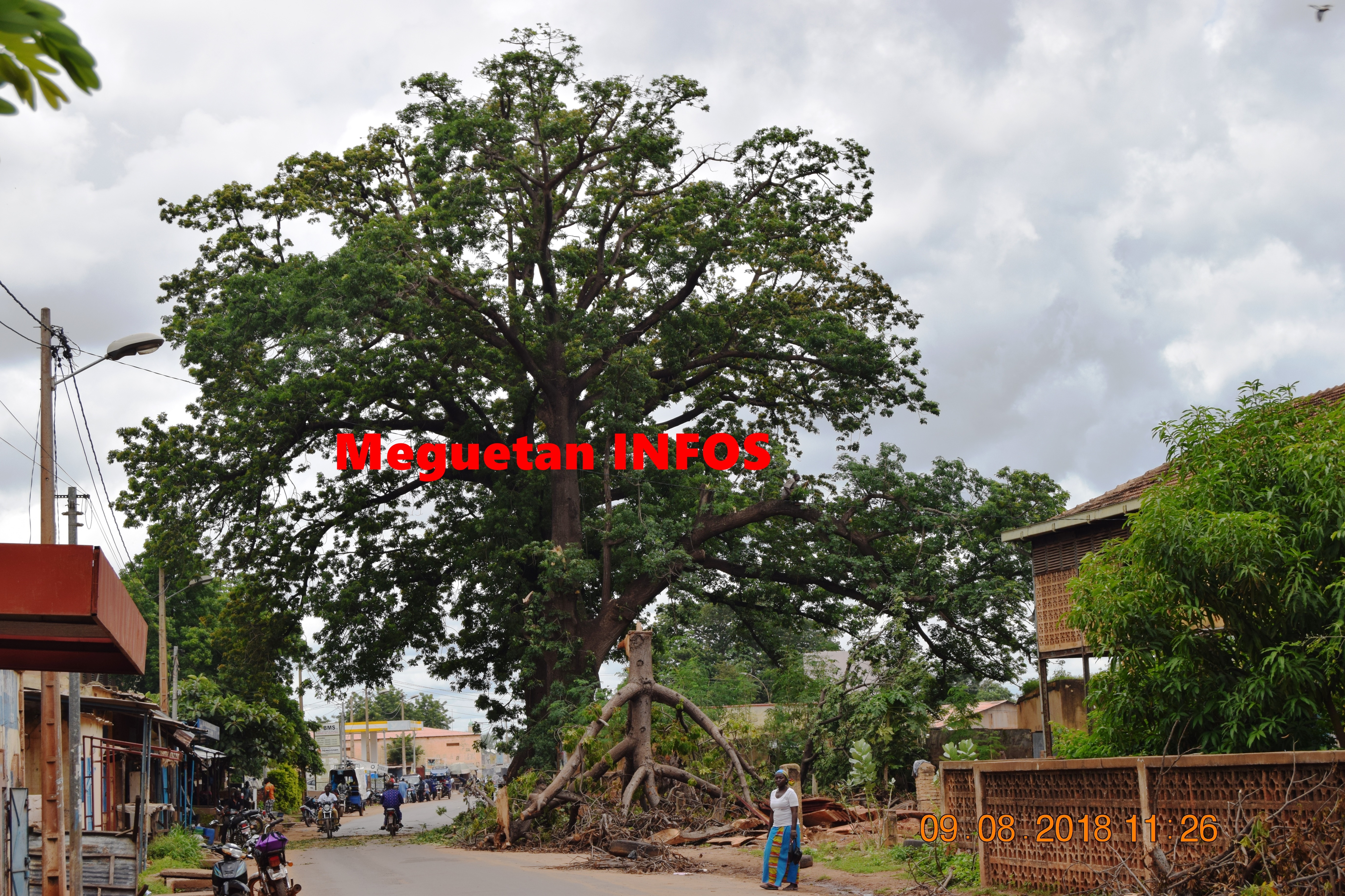 caïcéldrat-arbre-Koulikoro