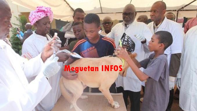 rage-maladie-chiens-vaccination-veterinaire