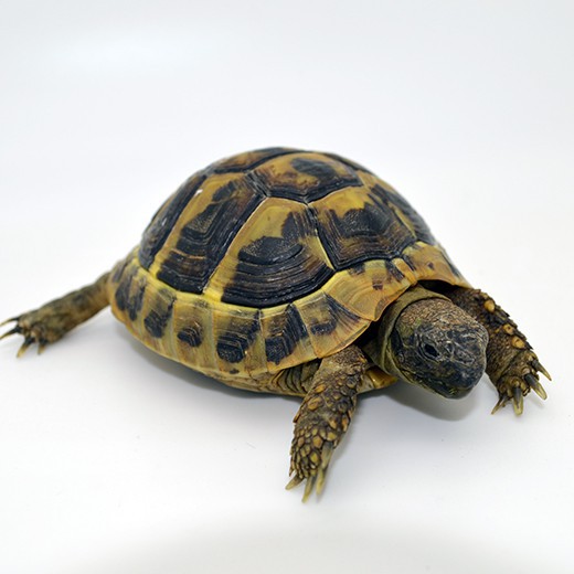 tortue-hermann-boettgeri-910cm