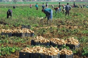 agriculture-pomme-terre-paysan-algerie