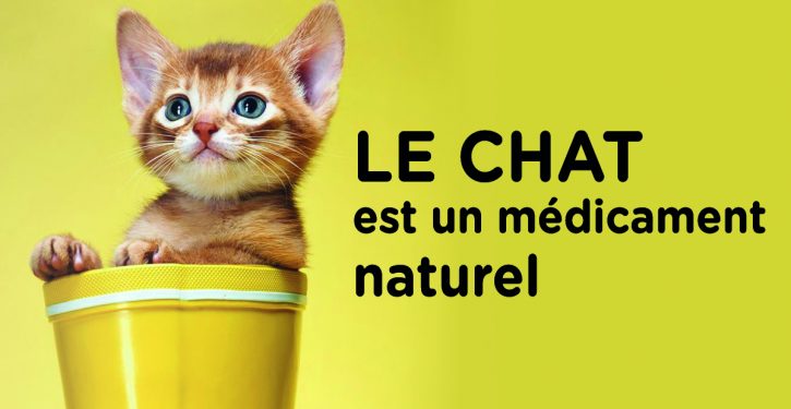 Le-chat-725x375