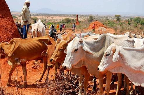 vache-troupeaux-elevage-bovine-animaux-eleveurs-maladie-charbon