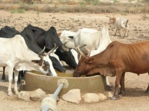 elevage-bovin-vache-laitière-animaux-betail