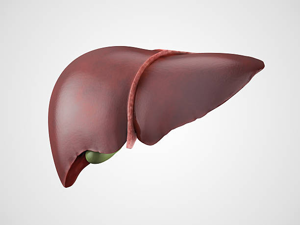 realistic-human-liver-illustration-picture-id475964404